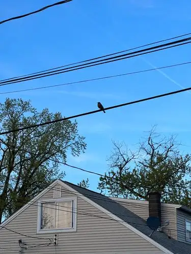 Blue skies and a tiny friend on the line.